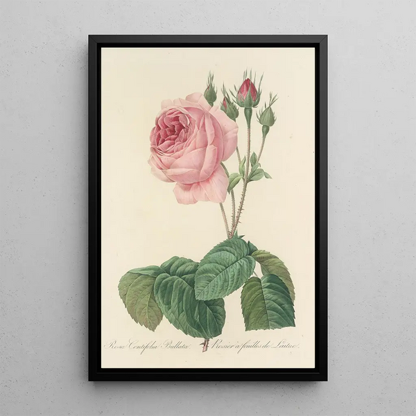 Choix des plus belles fleurs pl 089 - Pierre Joseph Redouté — ingelijst kunstwerk aan de muur
