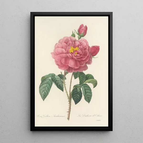 Choix des plus belles fleurs pl 090 - Pierre Joseph Redouté — ingelijst kunstwerk aan de muur