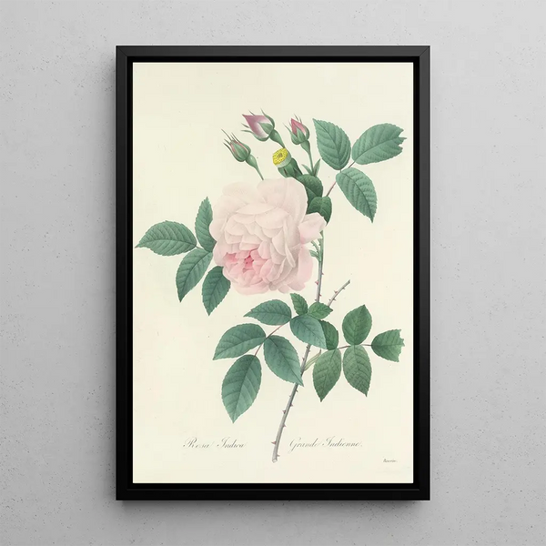 Choix des plus belles fleurs pl 091 - Pierre Joseph Redouté — ingelijst kunstwerk aan de muur