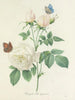 Keuze uit de mooiste bloemen pl 092 - Pierre-Joseph Redouté — weergave van het kunstwerk