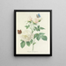 Keuze uit de mooiste bloemen pl 092 - Pierre-Joseph Redouté — ingelijst kunstwerk aan de muur