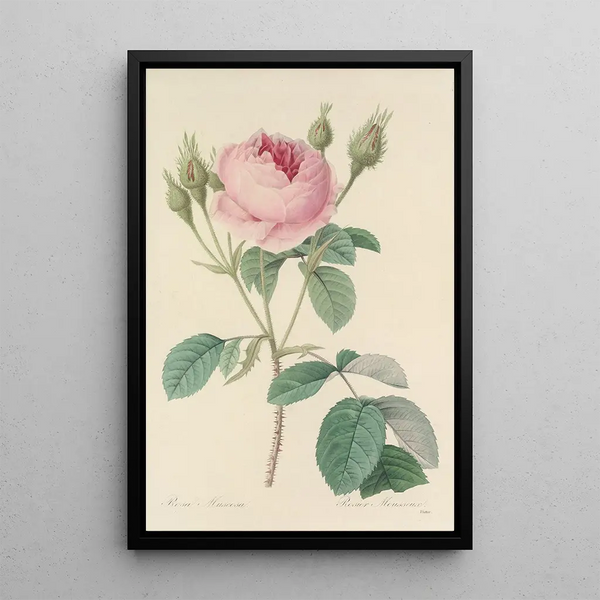 Choix des plus belles fleurs pl 093 - Pierre Joseph Redouté — ingelijst kunstwerk aan de muur