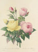 Keuze van de mooiste bloemen pl 094 - Pierre-Joseph Redouté — weergave van het kunstwerk