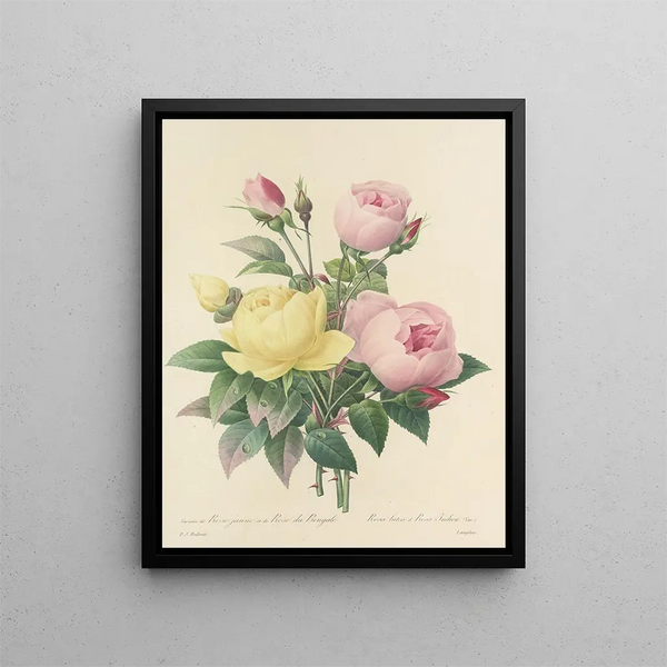 Pierre Joseph Redout - Choix des plus belles fleurs pl 094.webp