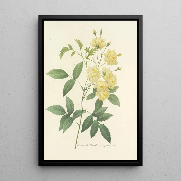 Choix des plus belles fleurs pl 097 - Pierre Joseph Redouté — ingelijst kunstwerk aan de muur