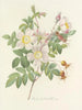 Keuze van de mooiste bloemen pl 098 - Pierre-Joseph Redouté — weergave van het kunstwerk