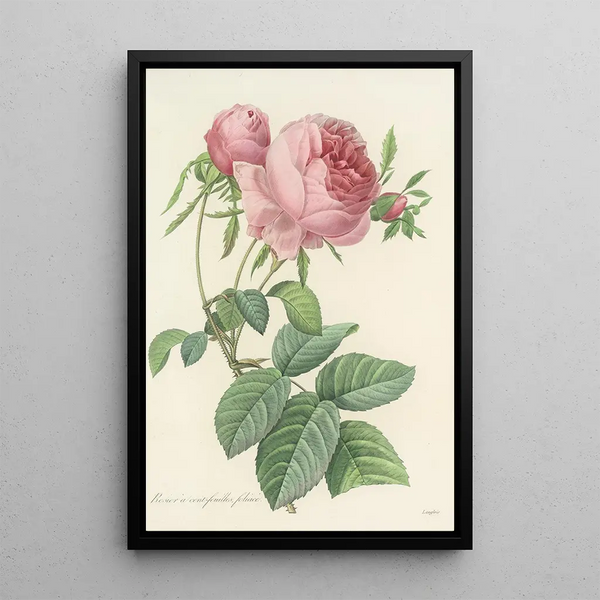 Choix des plus belles fleurs pl 099 - Pierre Joseph Redouté — ingelijst kunstwerk aan de muur