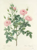 Keuze van de mooiste bloemen pl 101 - Pierre-Joseph Redouté — weergave van het kunstwerk