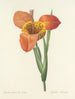 Keuze van de mooiste bloemen pl 105 - Pierre-Joseph Redouté — weergave van het kunstwerk
