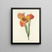 Keuze van de mooiste bloemen pl 105 - Pierre-Joseph Redouté — ingelijst kunstwerk aan de muur