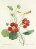 Keuze van de mooiste bloemen pl 106 - Pierre-Joseph Redouté — weergave van het kunstwerk