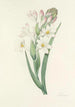 Choix des plus belles fleurs pl 107 - Pierre Joseph Redouté — weergave van het kunstwerk