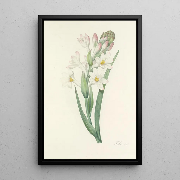 Choix des plus belles fleurs pl 107 - Pierre Joseph Redouté — ingelijst kunstwerk aan de muur