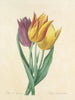 Keuze van de mooiste bloemen pl 108 - Pierre-Joseph Redouté — weergave van het kunstwerk