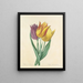 Keuze van de mooiste bloemen pl 108 - Pierre-Joseph Redouté — ingelijst kunstwerk aan de muur