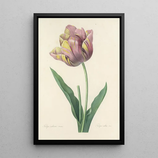 Choix des plus belles fleurs pl 109 - Pierre Joseph Redouté — ingelijst kunstwerk aan de muur