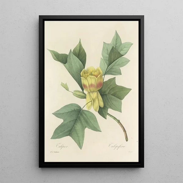 Choix des plus belles fleurs pl 110 - Pierre Joseph Redouté — ingelijst kunstwerk aan de muur
