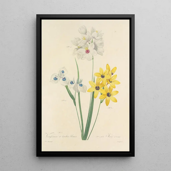 Choix des plus belles fleurs pl 111 - Pierre Joseph Redouté — ingelijst kunstwerk aan de muur