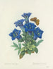 Keuze van de mooiste bloemen pl 112 - Pierre-Joseph Redouté — weergave van het kunstwerk