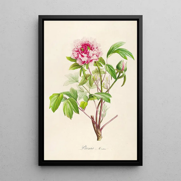 Beschrijving van de zeldzame planten gekweekt in Malmaison en Navarre Pl01 - Pierre Joseph Redouté — ingelijst kunstwerk aan de muur