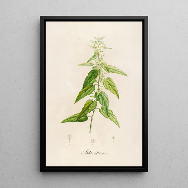 Beschrijving van zeldzame planten gekweekt in Malmaison en Navarre Pl02 - Pierre Joseph Redouté — ingelijst kunstwerk aan de muur