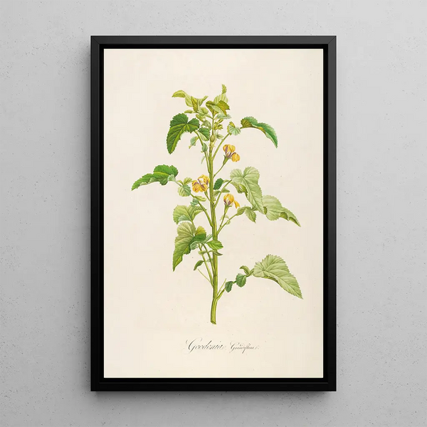 Beschrijving van de zeldzame planten gekweekt in Malmaison en Navarre Pl06 - Pierre Joseph Redouté — ingelijst kunstwerk aan de muur