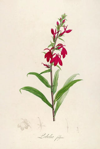 Pierre Joseph Redout - Description des plantes rares cultivees a Malmaison et a Navarre Pl07.webp