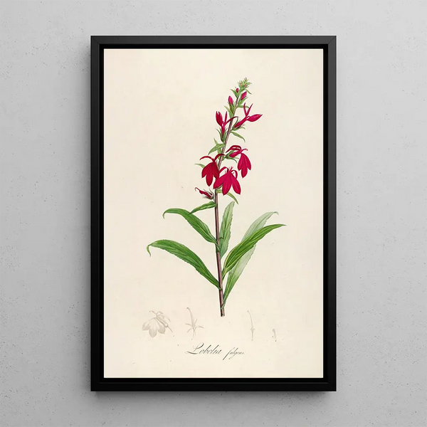 Beschrijving van zeldzame planten gekweekt in Malmaison en Navarre Pl07 - Pierre Joseph Redouté — ingelijst kunstwerk aan de muur