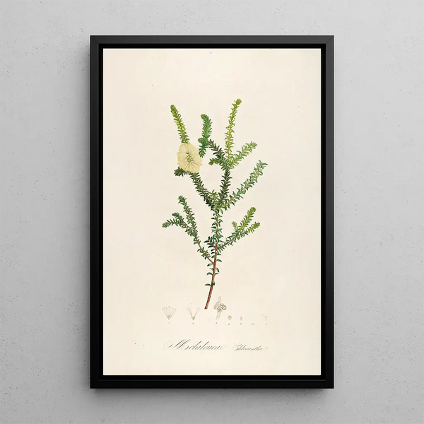 Beschrijving van de zeldzame planten gekweekt in Malmaison en Navarre Pl08 - Pierre Joseph Redouté — ingelijst kunstwerk aan de muur