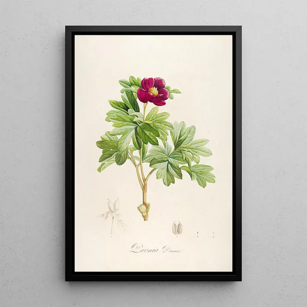 Beschrijving van zeldzame planten gekweekt in Malmaison en Navarre Pl09 - Pierre Joseph Redouté — ingelijst kunstwerk aan de muur