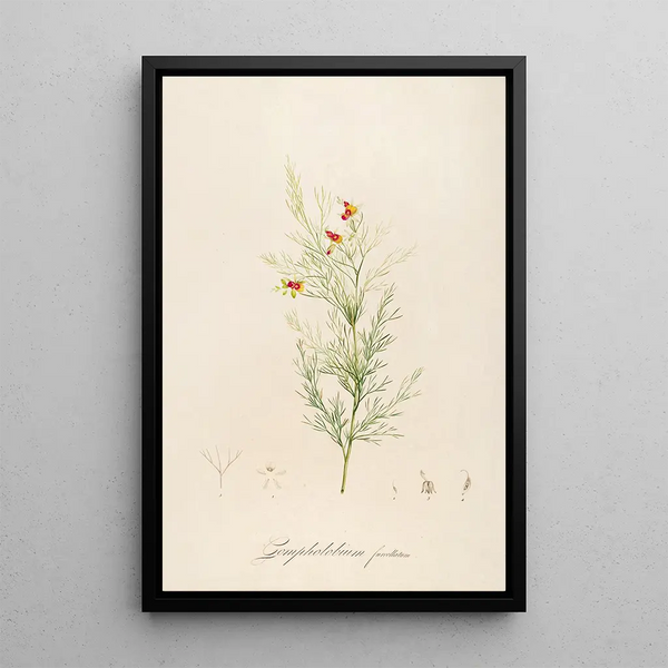 Beschrijving van de zeldzame planten gekweekt in Malmaison en Navarre Pl11 - Pierre Joseph Redouté — ingelijst kunstwerk aan de muur