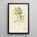 Description of Rare Cultivated Plants at Malmaison and Navarre Pl13 - Pierre Joseph Redouté — framed artwork on a wall