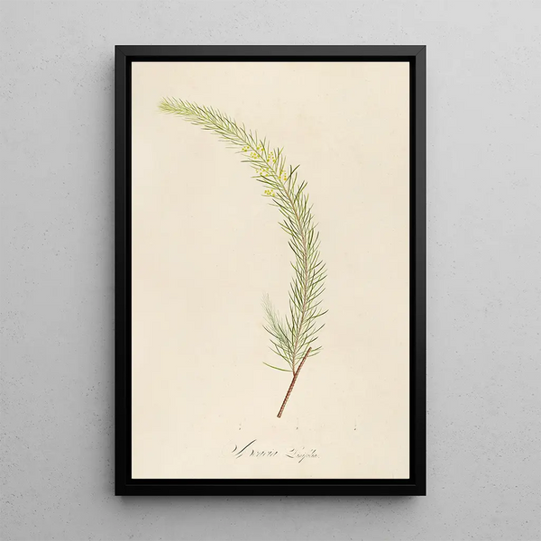 Beschrijving van de zeldzame planten gekweekt in Malmaison en Navarre Pl19 - Pierre Joseph Redouté — ingelijst kunstwerk aan de muur