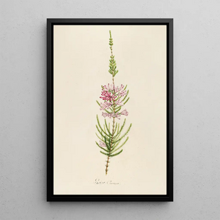 Pierre Joseph Redout - Description des plantes rares cultivees a Malmaison et a Navarre Pl22.webp