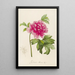 Description of rare cultivated plants at Malmaison and Navarre Pl23 - Pierre Joseph Redouté — framed artwork on a wall
