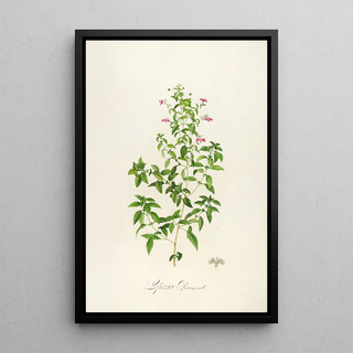 Pierre Joseph Redout - Description des plantes rares cultivees a Malmaison et a Navarre Pl25.webp