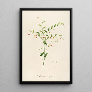 Pierre Joseph Redout - Description des plantes rares cultivees a Malmaison et a Navarre Pl35.webp