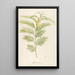 Description of rare cultivated plants at Malmaison and Navarre Pl40 - Pierre Joseph Redouté — framed artwork on a wall