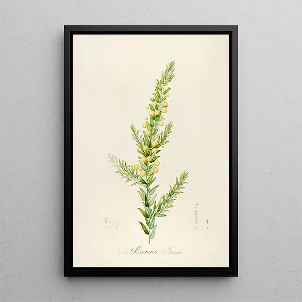 Beschrijving van de zeldzame planten gekweekt in Malmaison en Navarre Pl55 - Pierre Joseph Redouté — ingelijst kunstwerk aan de muur