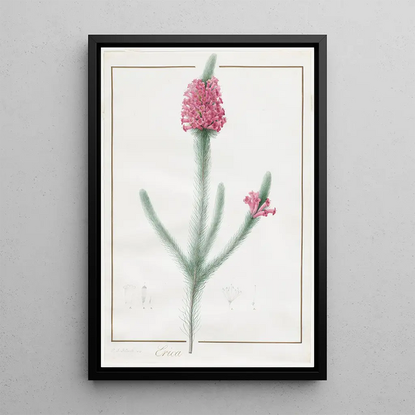 Erica fulgida - Pierre Joseph Redouté — ingelijst kunstwerk aan de muur