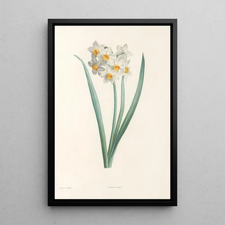 Pierre Joseph Redout - La botanique de J J Rousseau Pl 05.webp