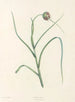 van J. J. Rousseau's botanische schilderij Pl 07 - Pierre-Joseph Redouté — weergave van het kunstwerk