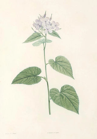 Pierre Joseph Redout - La botanique de J J Rousseau Pl 12.webp