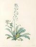 La botanique van J. J. Rousseau Pl 13 - Pierre-Joseph Redouté — weergave van het kunstwerk