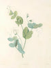 van J. J. Rousseau Pl 14 - Pierre-Joseph Redouté — weergave van het kunstwerk