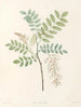 La botanique van J. J.. Rousseau Pl 18 - Pierre-Joseph Redouté — weergave van het kunstwerk