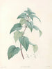 La botanique van J. J. Rousseau Pl 21 - Pierre-Joseph Redouté — weergave van het kunstwerk
