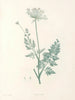 van J. J. Rousseau Pl 28 - Pierre-Joseph Redouté — weergave van het kunstwerk