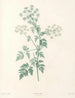 van J. J. Rousseau Pl 29 - Pierre-Joseph Redouté — weergave van het kunstwerk