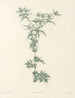 De botaniek van J. J. Rousseau Pl 32 - Pierre-Joseph Redouté — weergave van het kunstwerk
